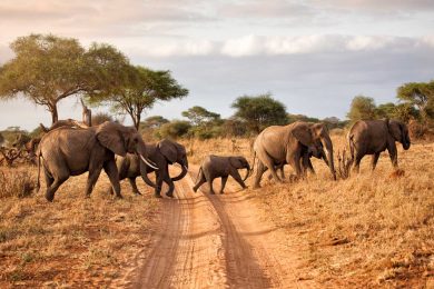 Best Safari in Tanzania
