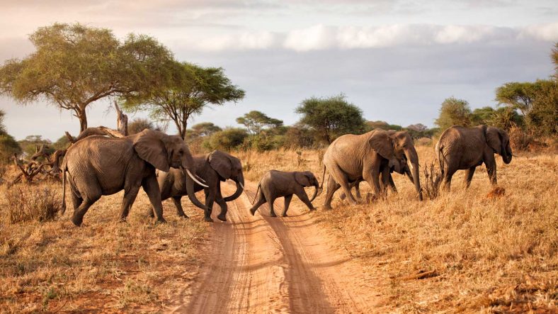 Best Safari in Tanzania