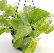 Marble Queen Pothos: A Captivating Indoor Plant for Your Space