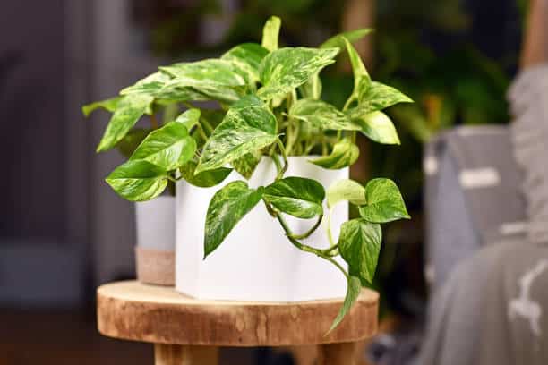 Marble Queen Pothos showcasing lush green and white marbled leaves, trailing gracefully