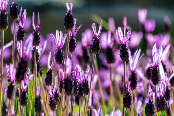 Spanish Lavender Growing Guide: Cultivation, Care, and Harvesting Tips