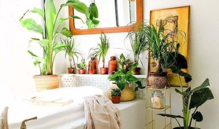 Boho Bathroom Plants